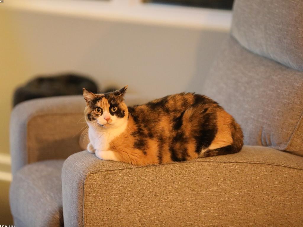 គំនិតមានសាមញ្ញសម្រាប់ការលេង