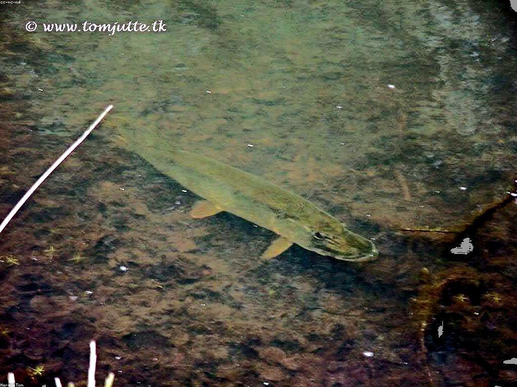 យុទ្ធសាស្ត្រថ្មីៗសម្រាប់ហ្គេមSlotត្រី