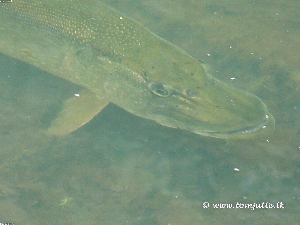 យុទ្ធសាស្ត្រថ្មីសម្រាប់ការប្រកួត Slot ត្រី